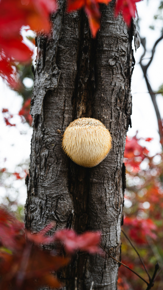 TURBO CHARGE YOUR BRAIN POWER WITH LION'S MANE