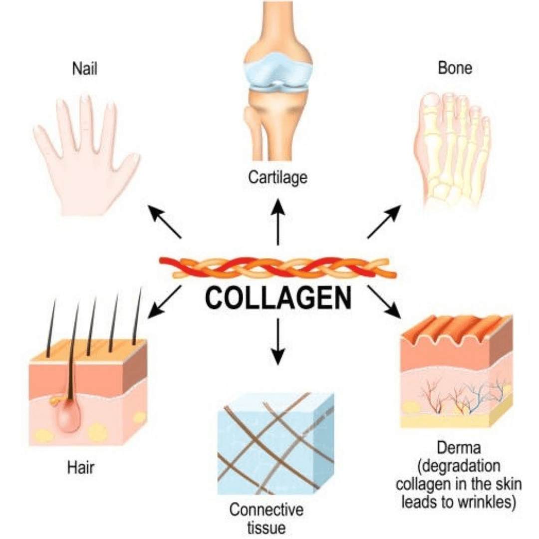 Where is collagen found