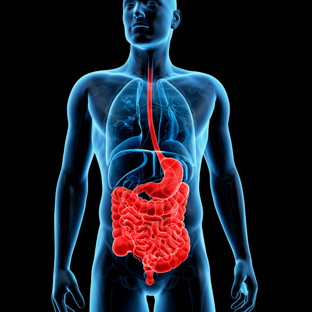 Whats the Link between Gut Health and your overall Wellbeing?