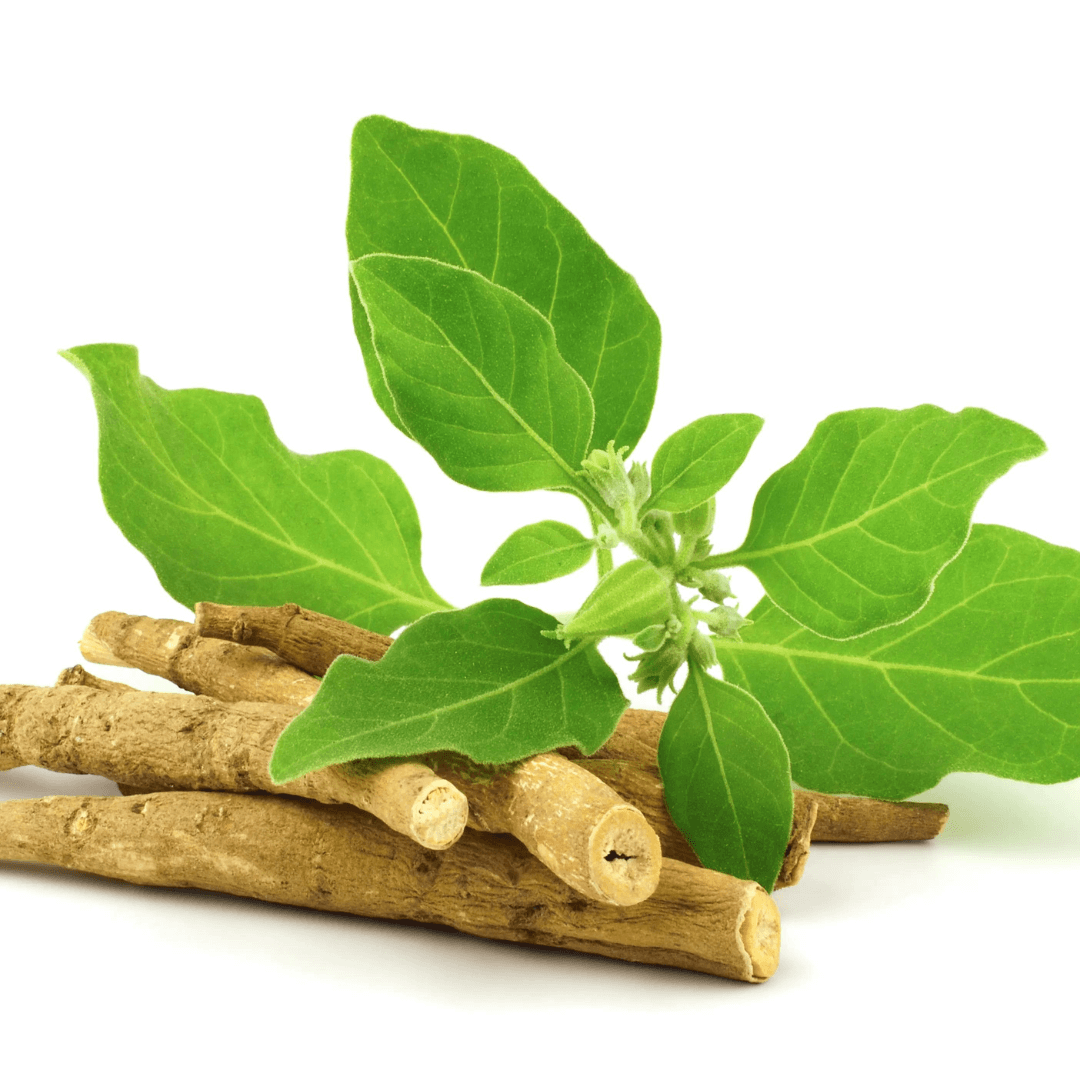 Withania somnifera, known commonly as ashwagandha, Indian ginseng, or winter cherry